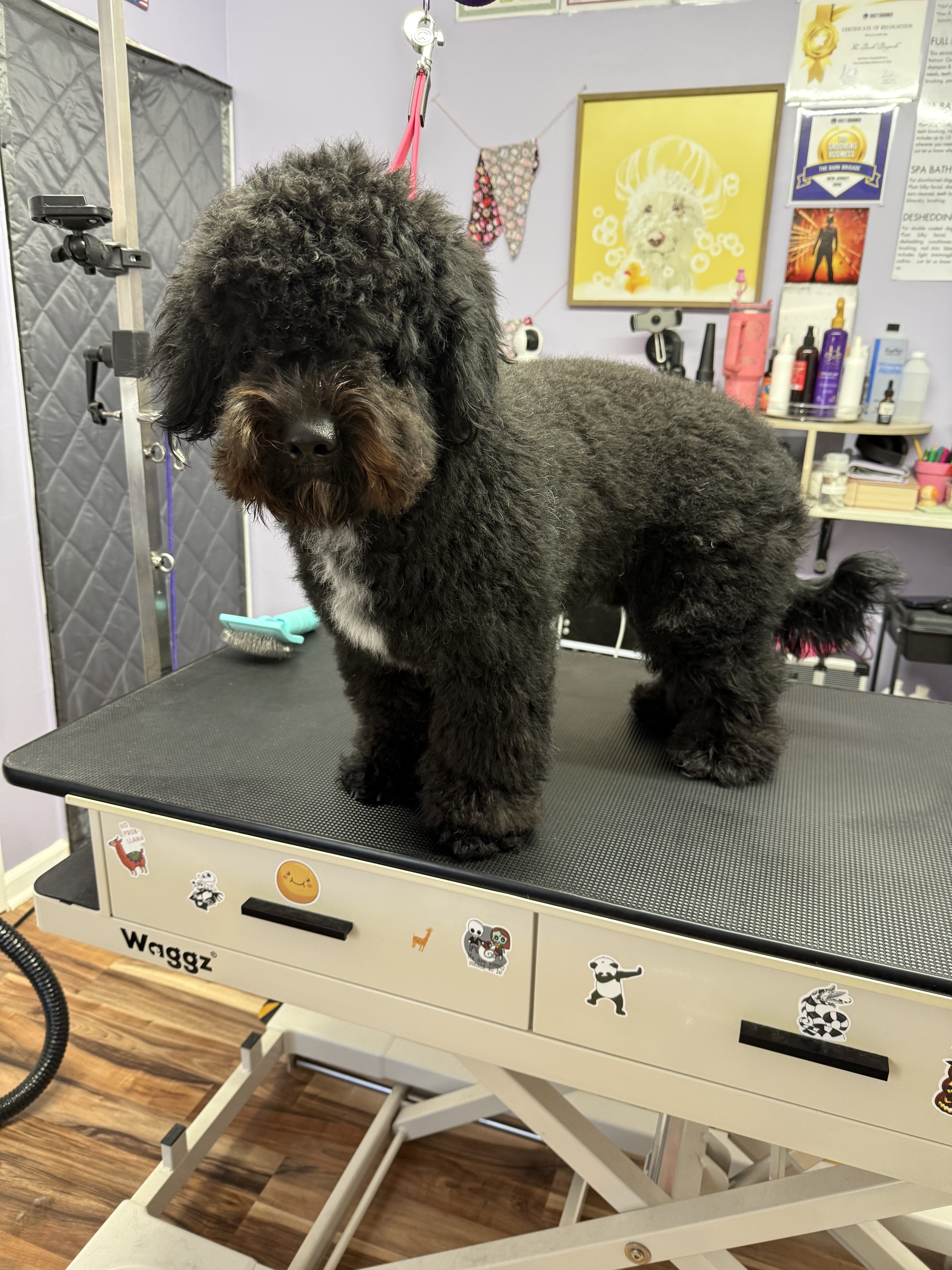 Before grooming — Before and after