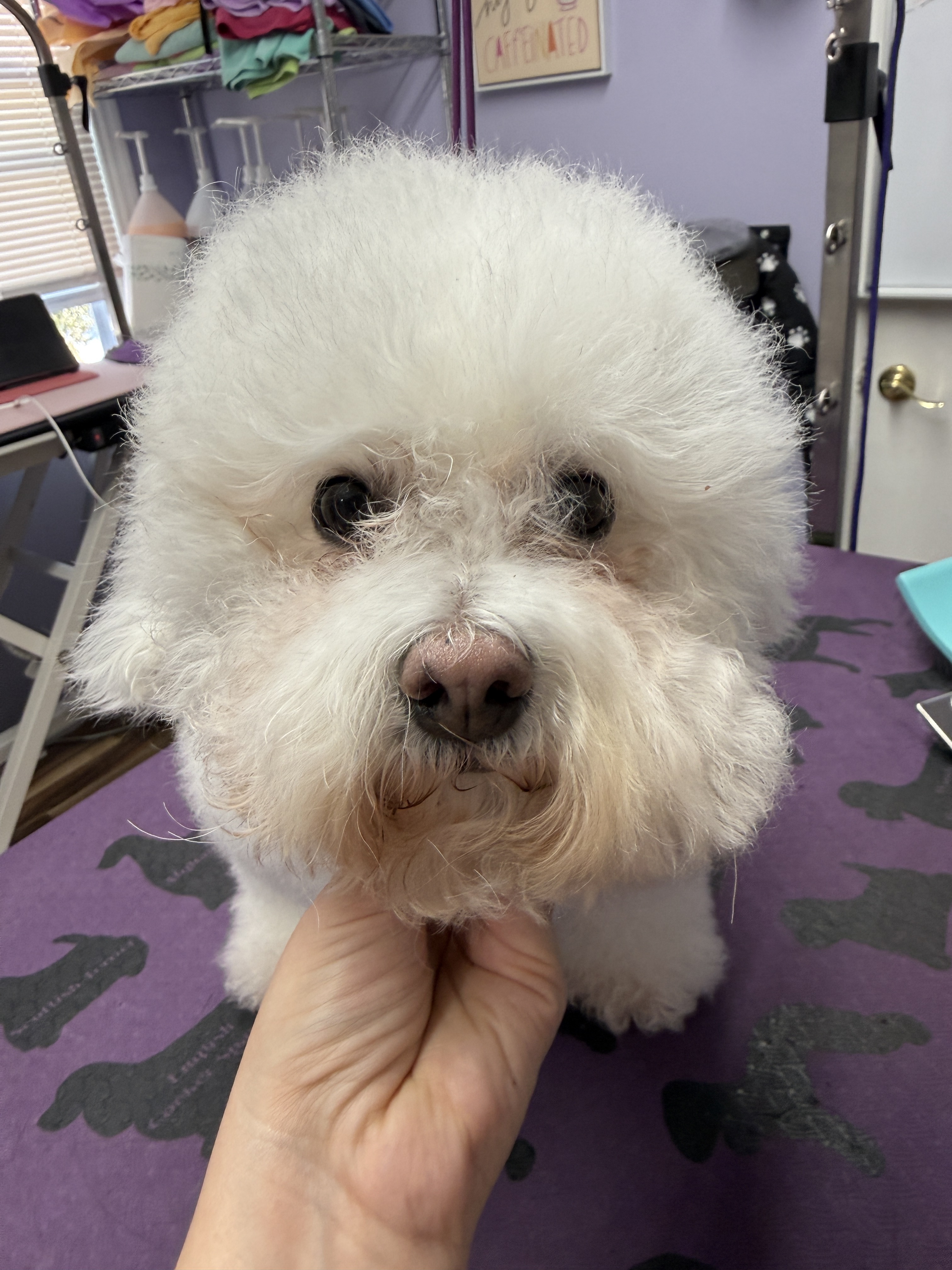 Before grooming — Before and after