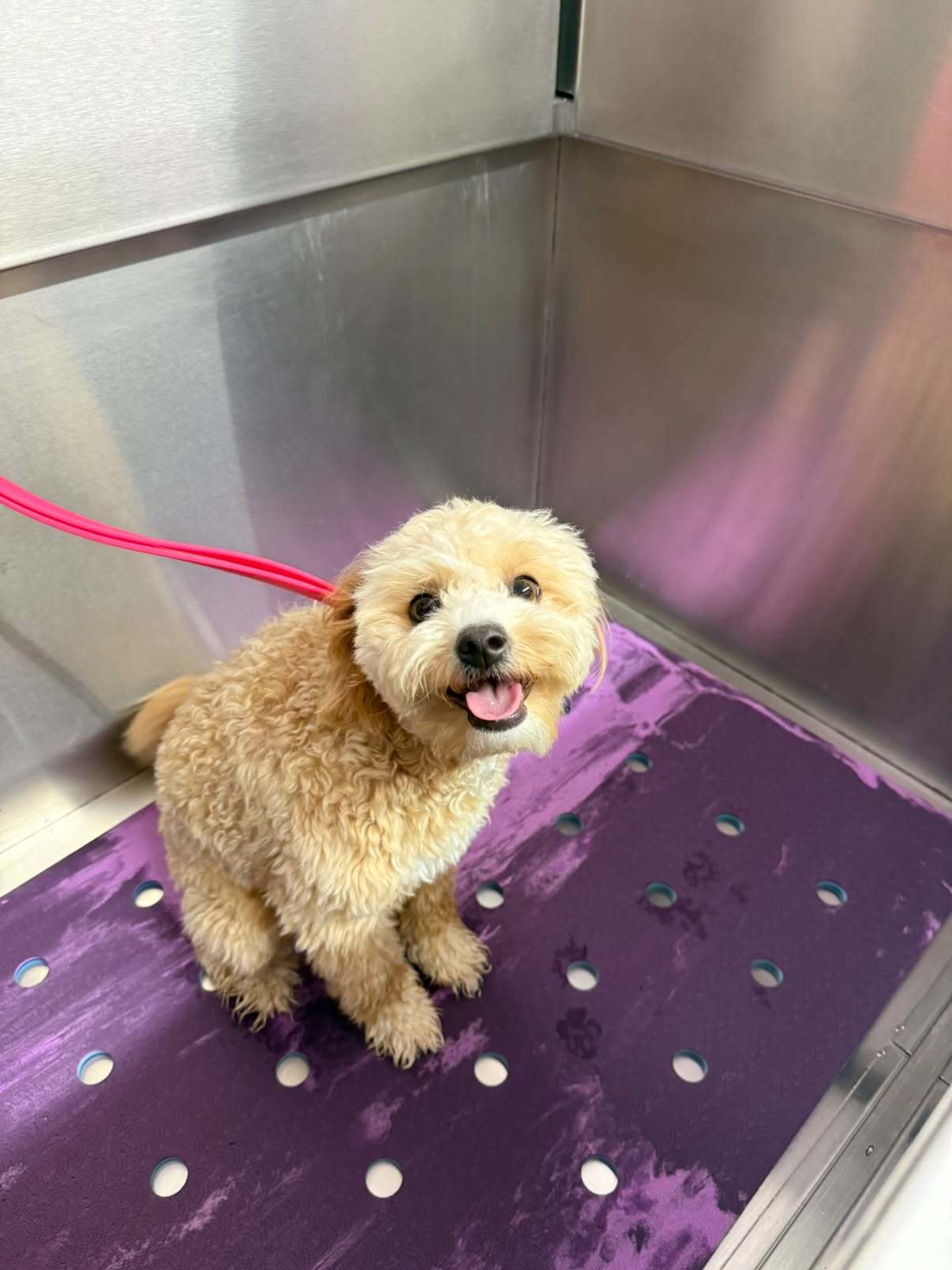 Before grooming — Before and after