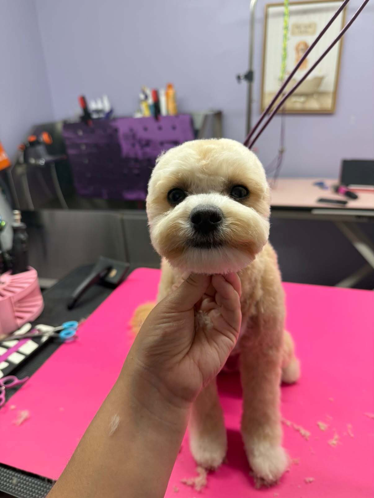 After grooming — Before and after