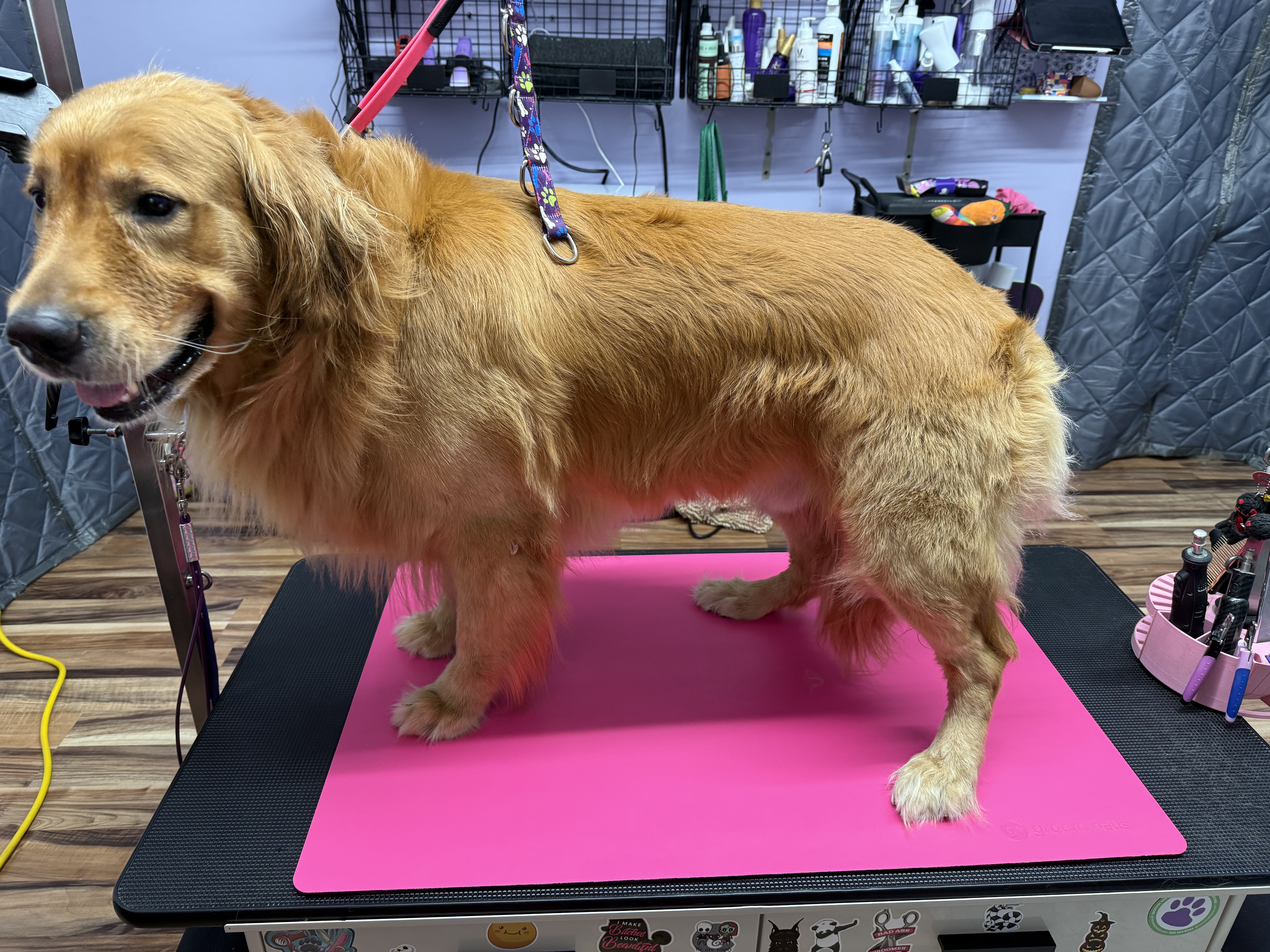 Before grooming — Before and after