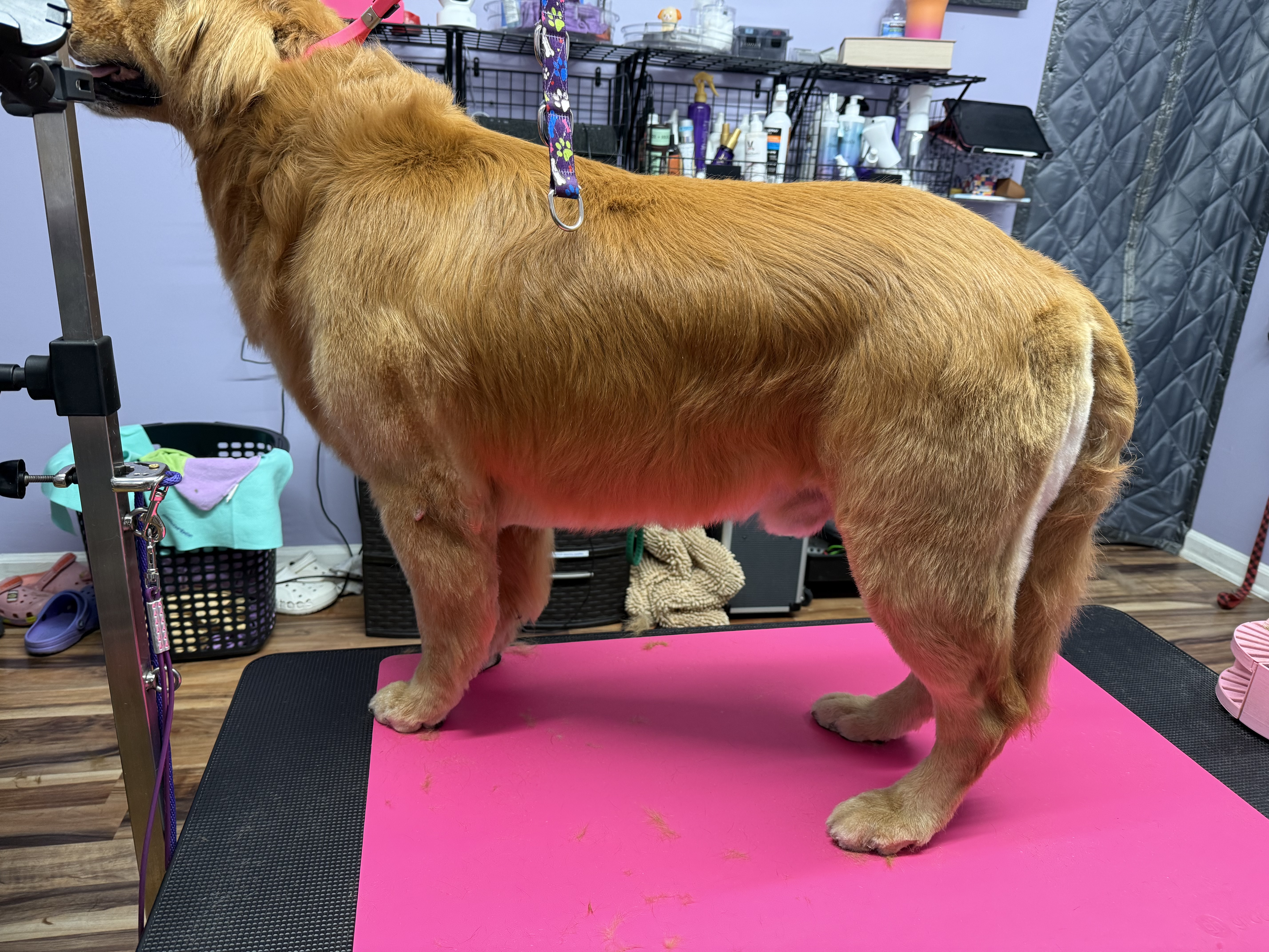 After grooming — Before and after